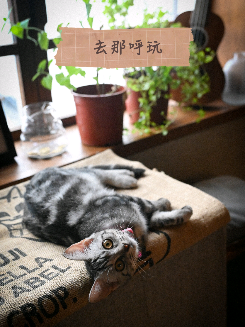 Cafe In An Old House Offers Relaxing Afternoon
