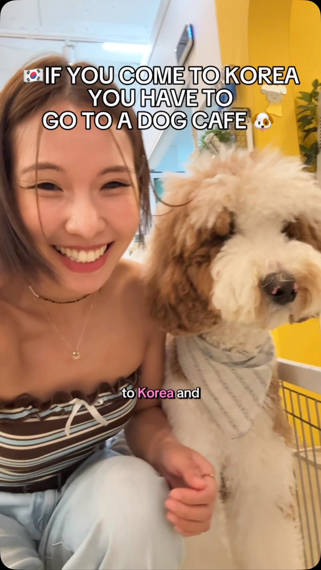 Korean Dog Cafe With Cat Room