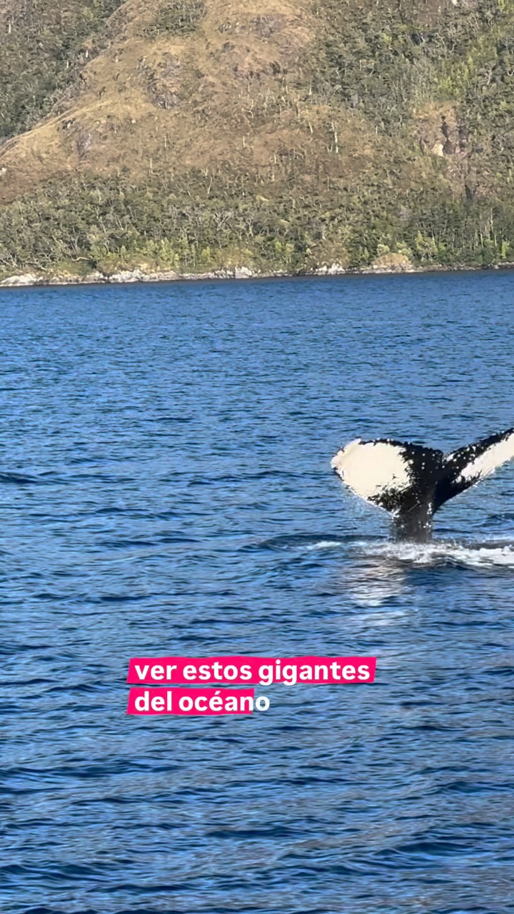 Kayak and Boat Whale Watching In Chilean Paradise