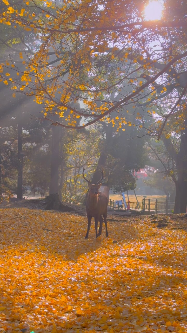 Japanese Gardens and Parks Display Autumn Colors