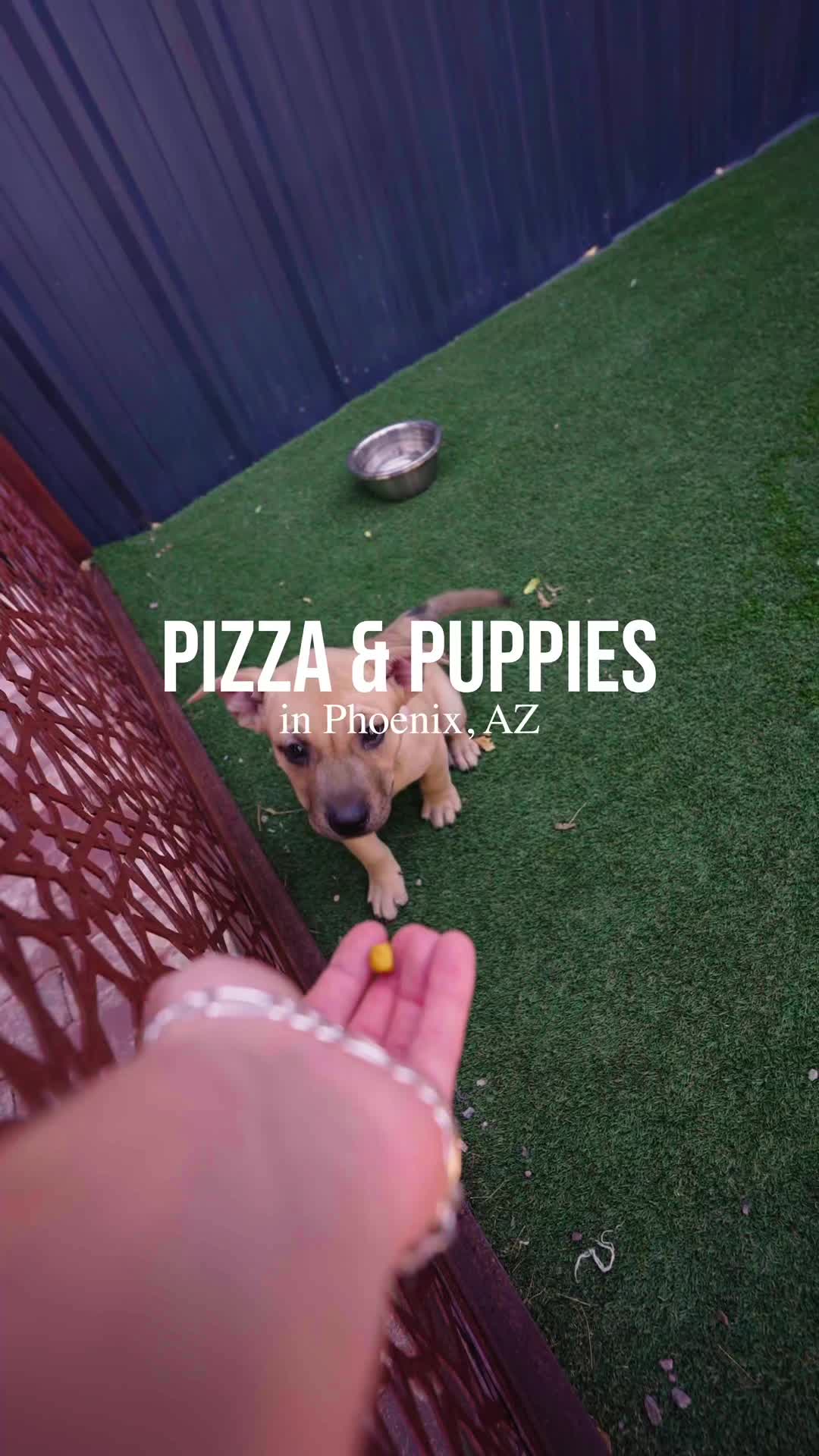 Phoenix Pizzeria Hosts Puppy Adoption Events