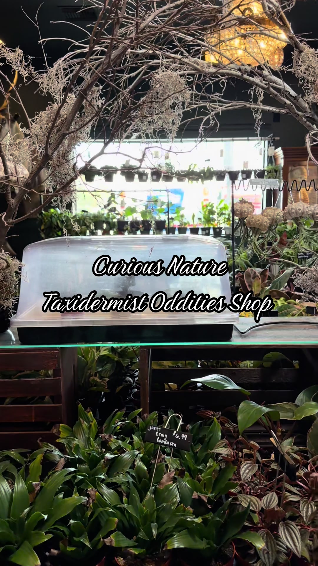 Curious Nature's Enchanting Exhibits