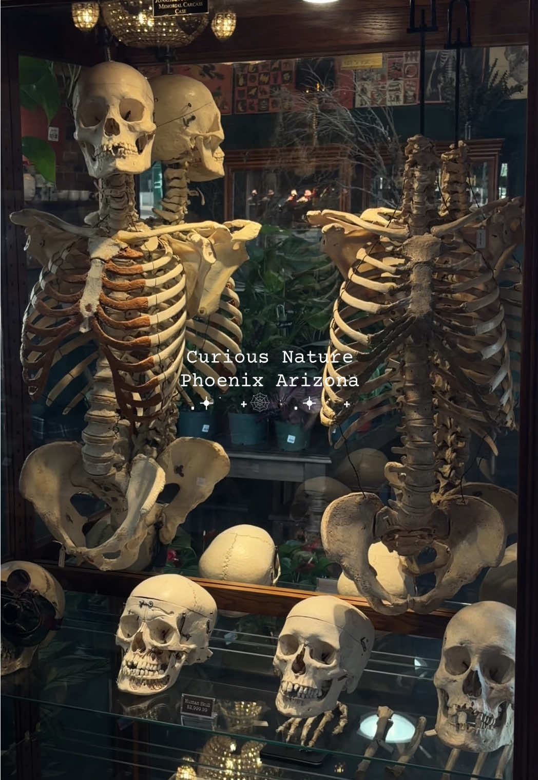 Curious Nature Shop In Phoenix