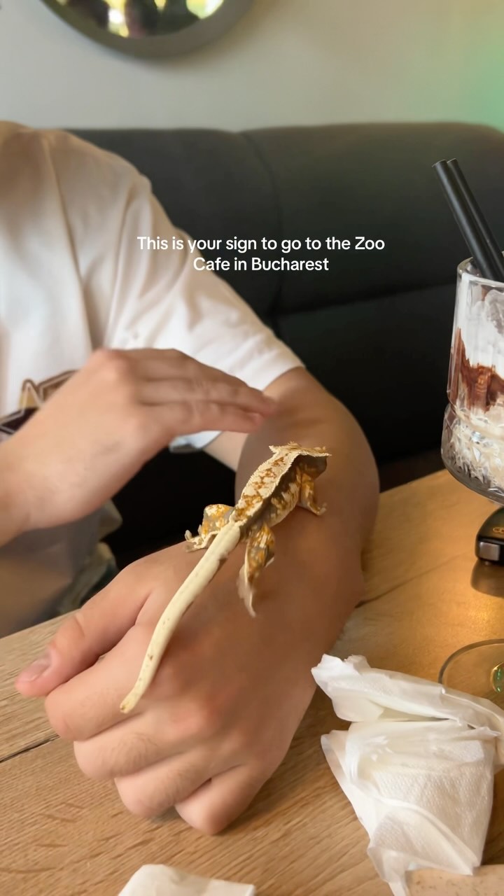 Zoo Cafe Bucharest Offers Exotic Pet Encounters