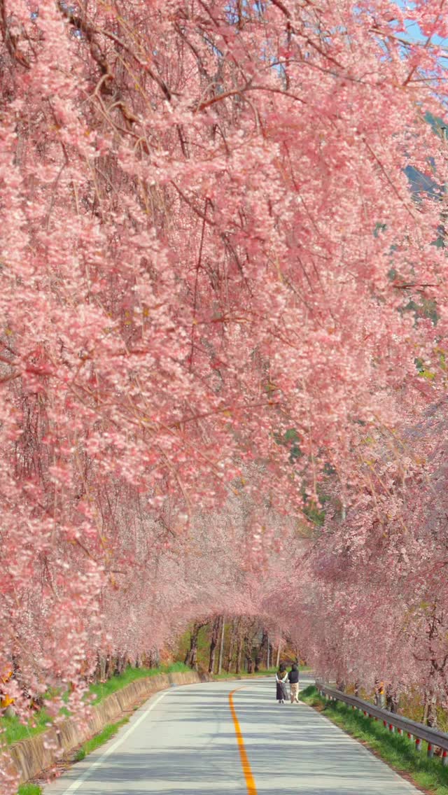 Weeping Cherry Blossoms in South Korea
