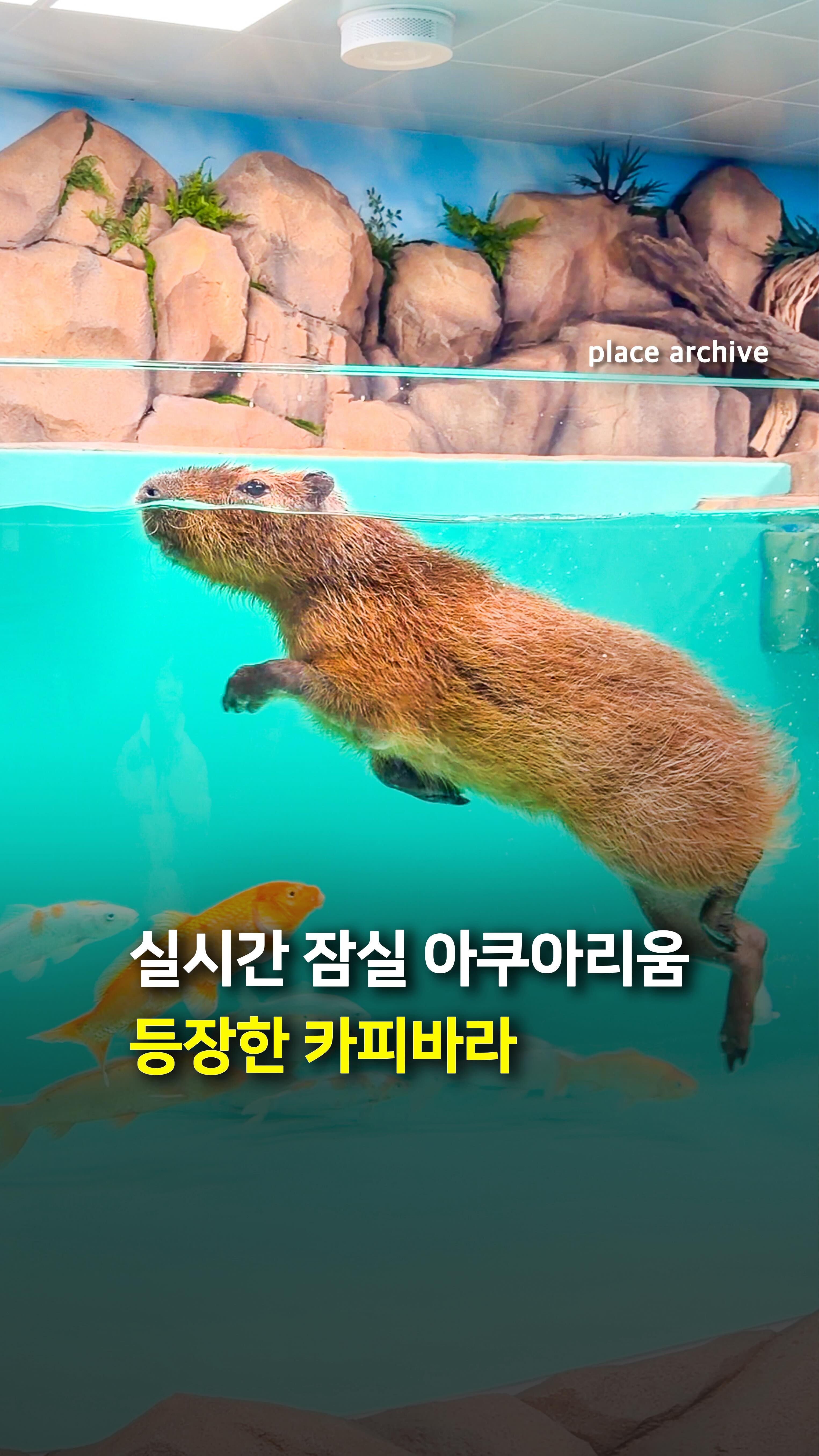 Capybaras Arrive at Lotte World Aquarium