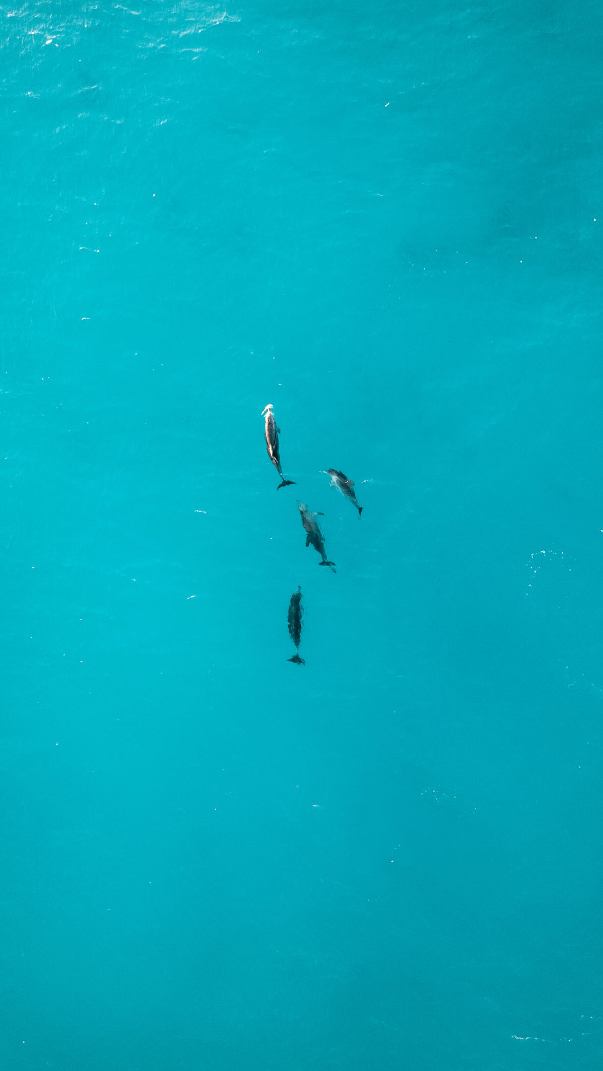 Panama's Top Destinations For Beach And Wildlife