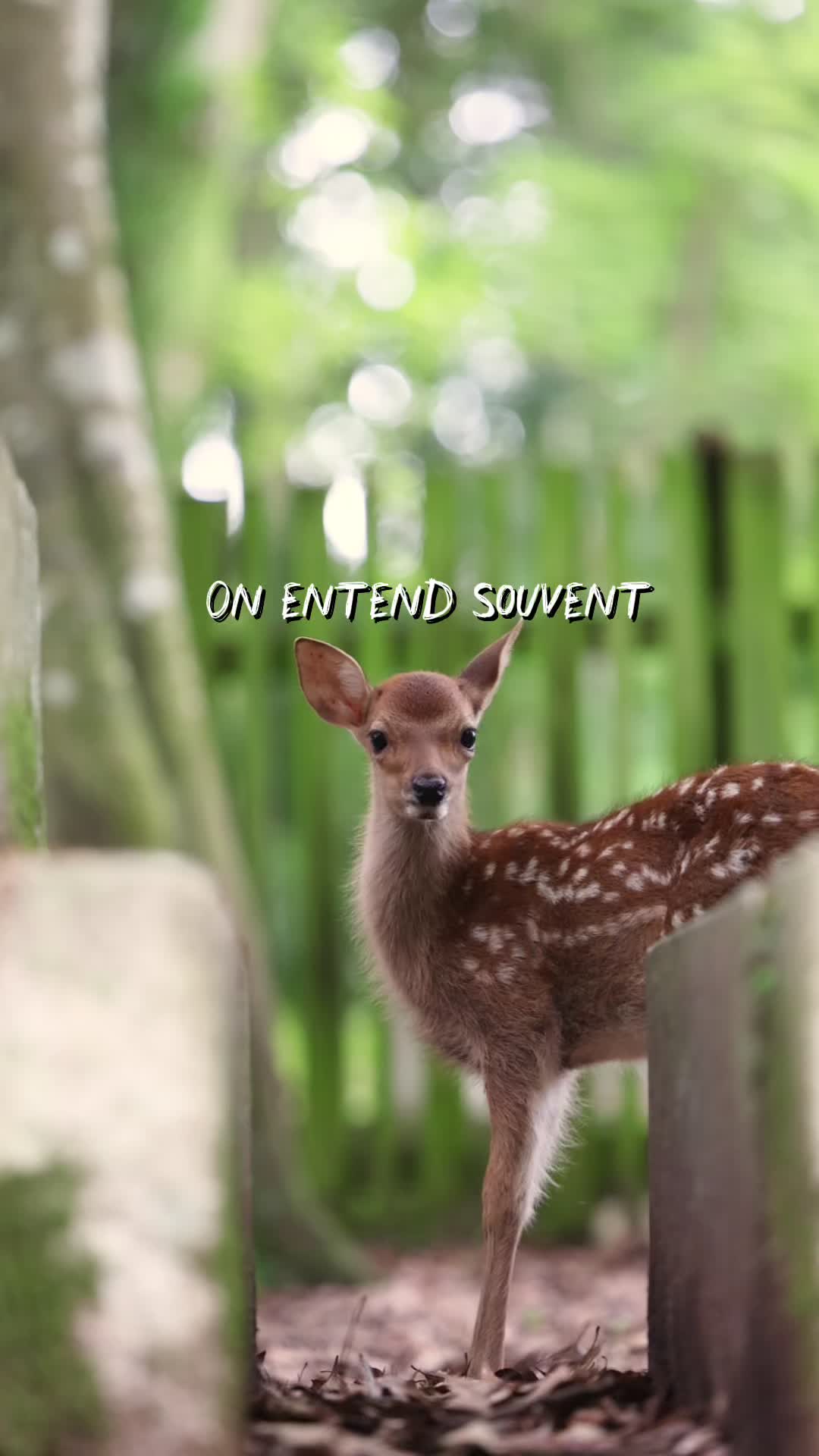 Explore Nara's Temples, Deer, and Hidden Charm