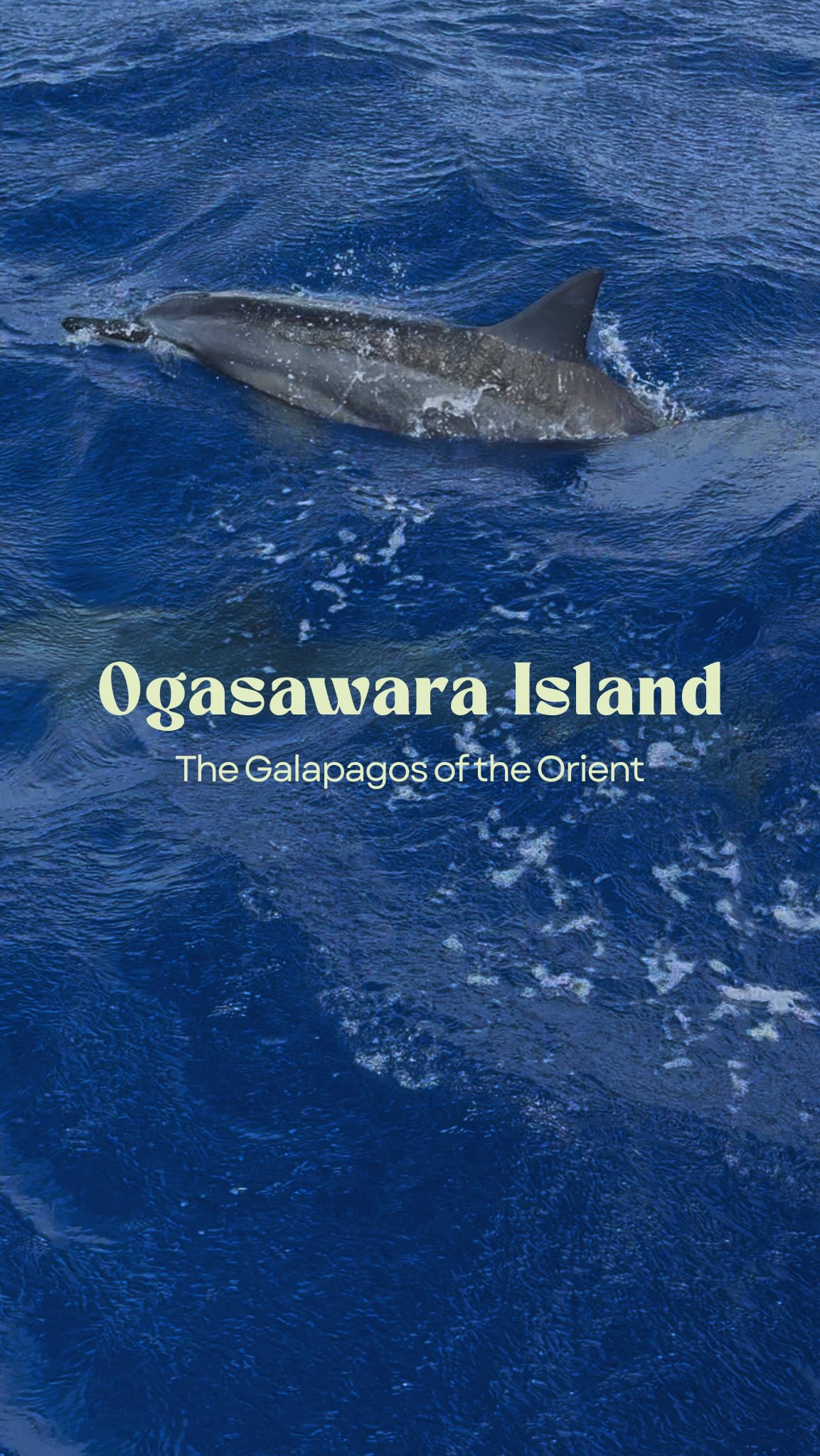 Ogasawara Islands And Papa's Island Resort