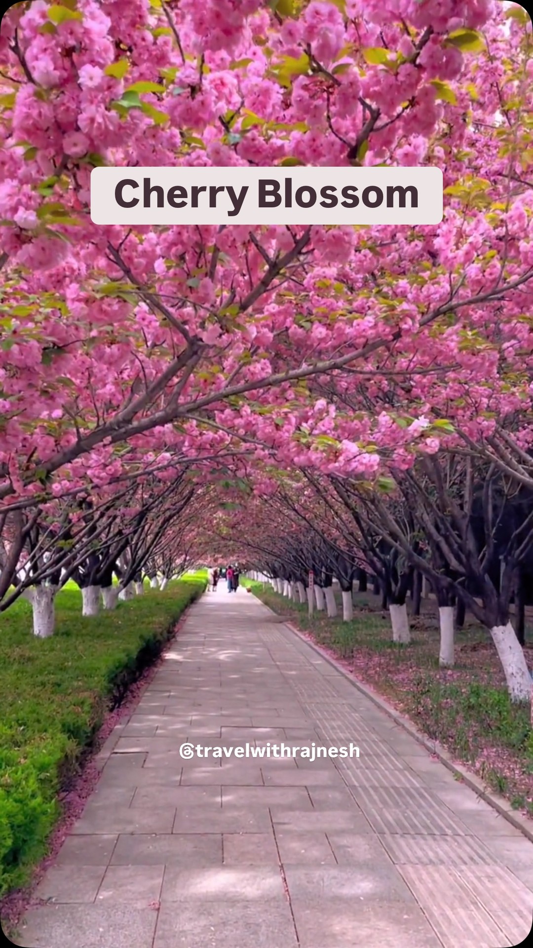 Cherry Blossom Viewing Across China's Cities