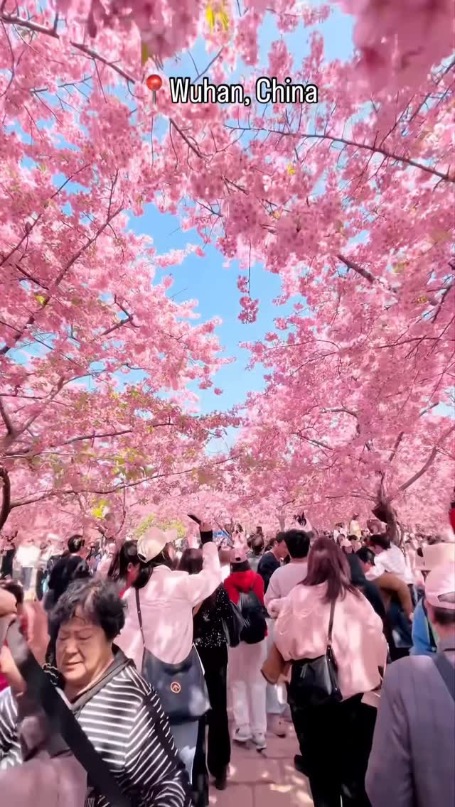 Wuhan's Spring Cherry Blossom Spectacle