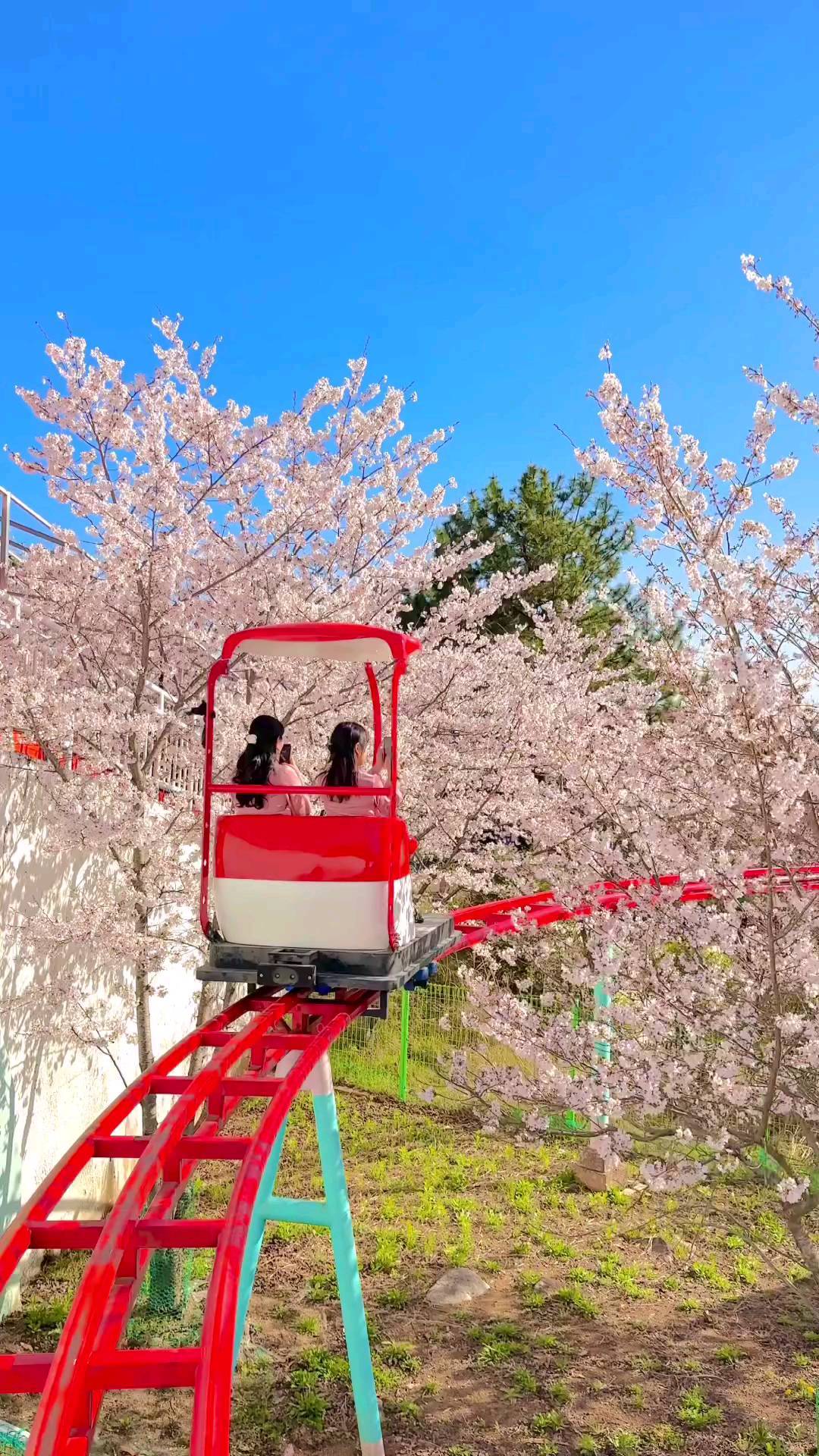 Cherry Blossom Parks Offer Cable Car Rides