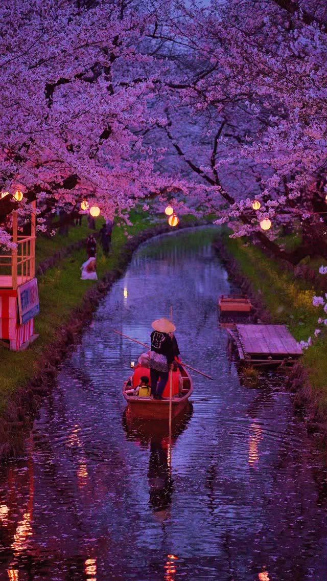 Cherry Blossom River Boat Ride in Kawagoe