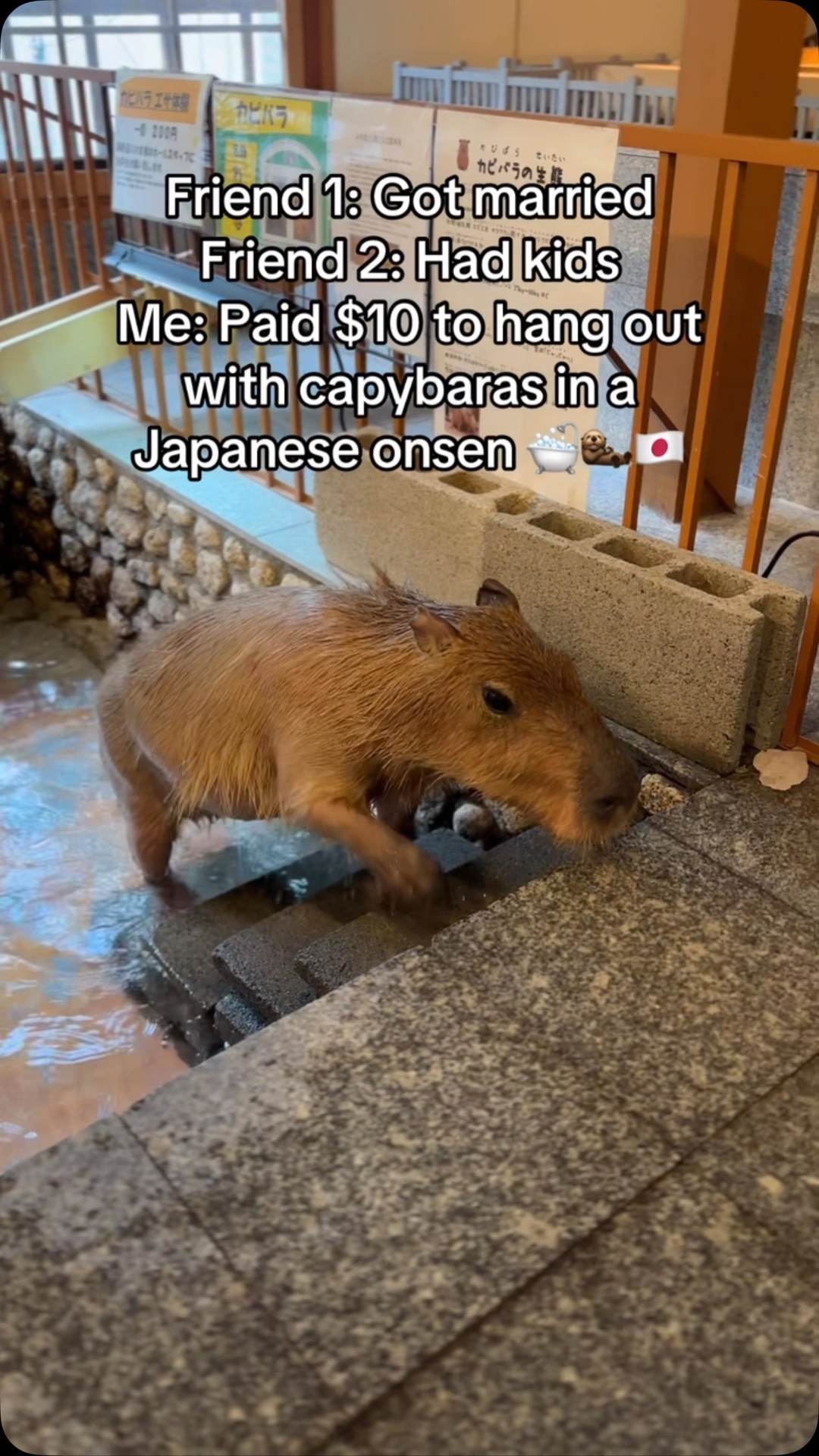 Capybara Cafes in Tokyo