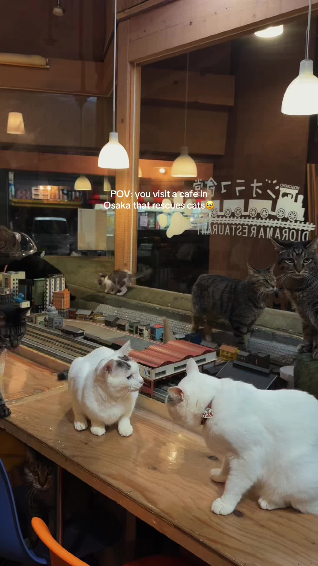 Cat Cafe Features Miniature Train Diorama