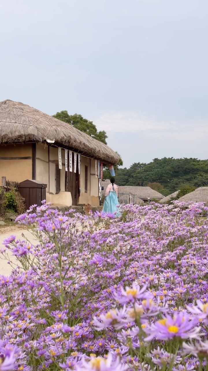 Rakkojae Hahoe Hanok Hotel With Purple Aster Blooms