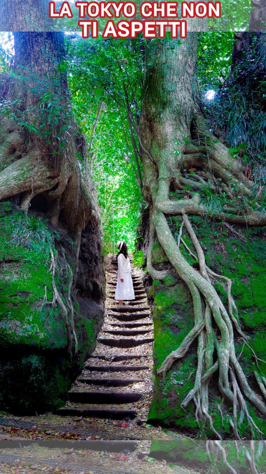 Tokyo's Mystical Forest and Island Getaway