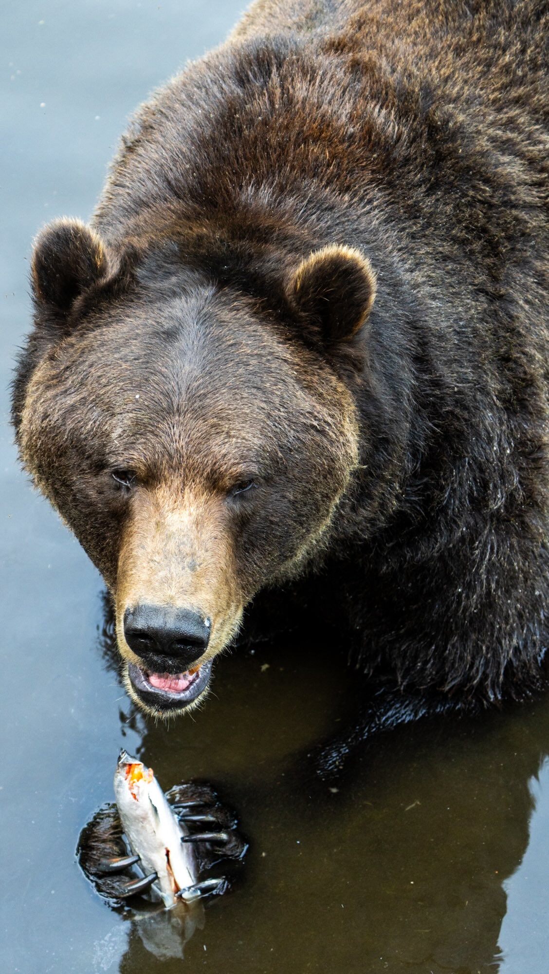 Alaska: A Voyage to See Wildlife Friends