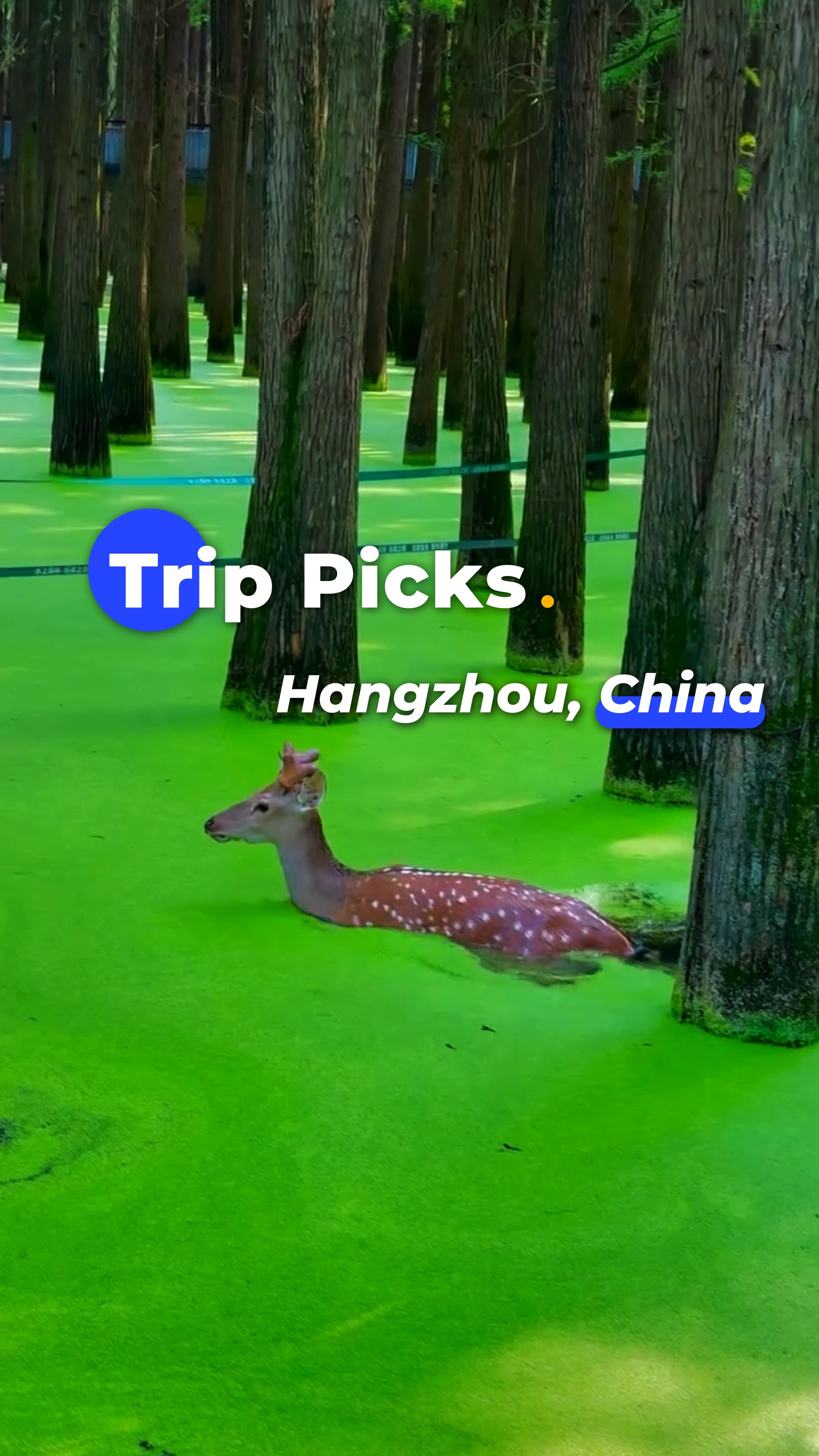 Hangzhou's Green Lake Features Deer And Swans