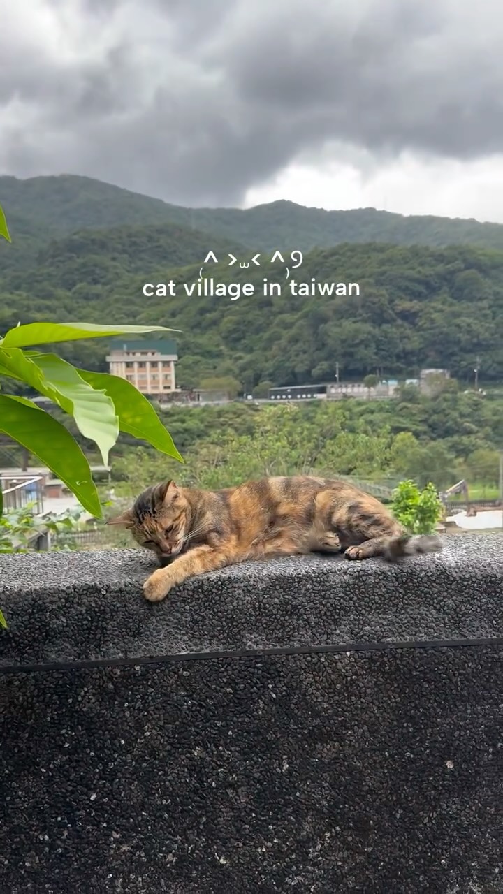 Taiwan's Charming Houtong Cat Village and Visitor Center