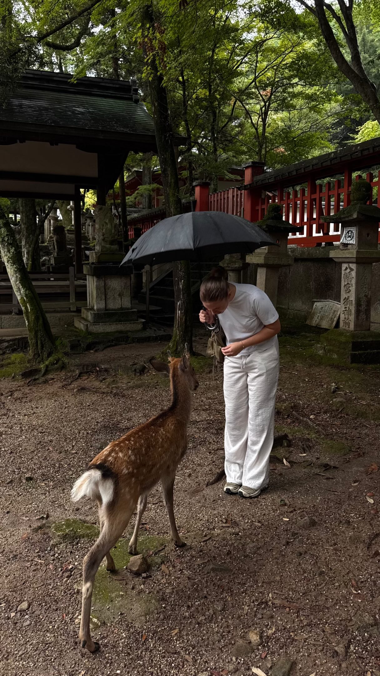 Nara Day Trip: Park, Shrine, Mountain, and Tea