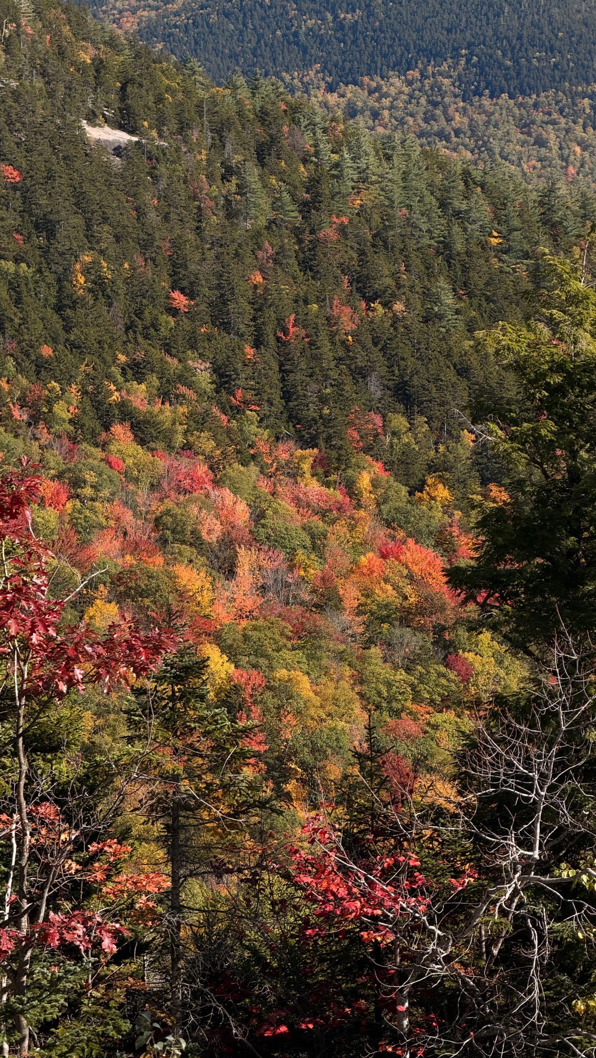Scenic Valley Views in White Mountain National Forest