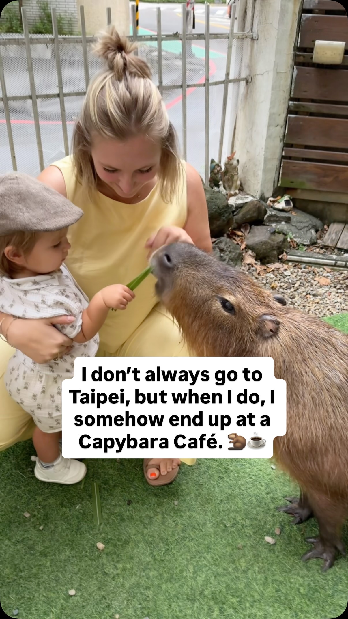 Capybara Cafe Experience in Taiwan