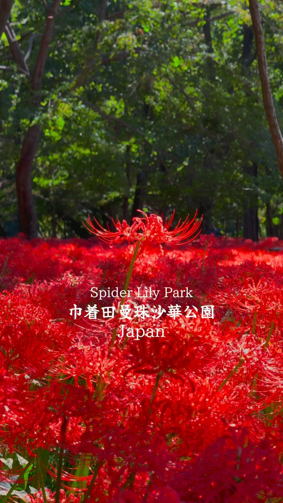 Kinchakuda Spider Lily Park's Vast Floral Display