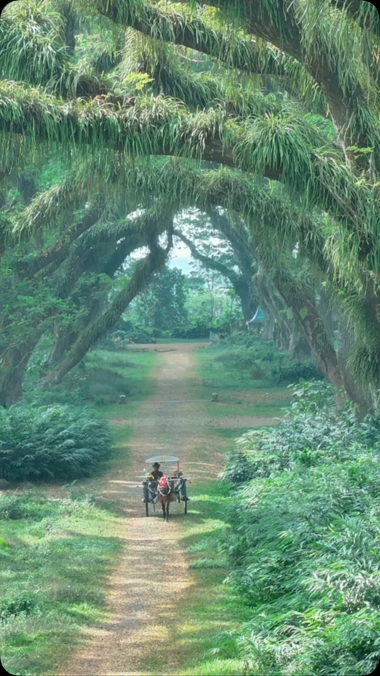 De Djawatan Forest Destination