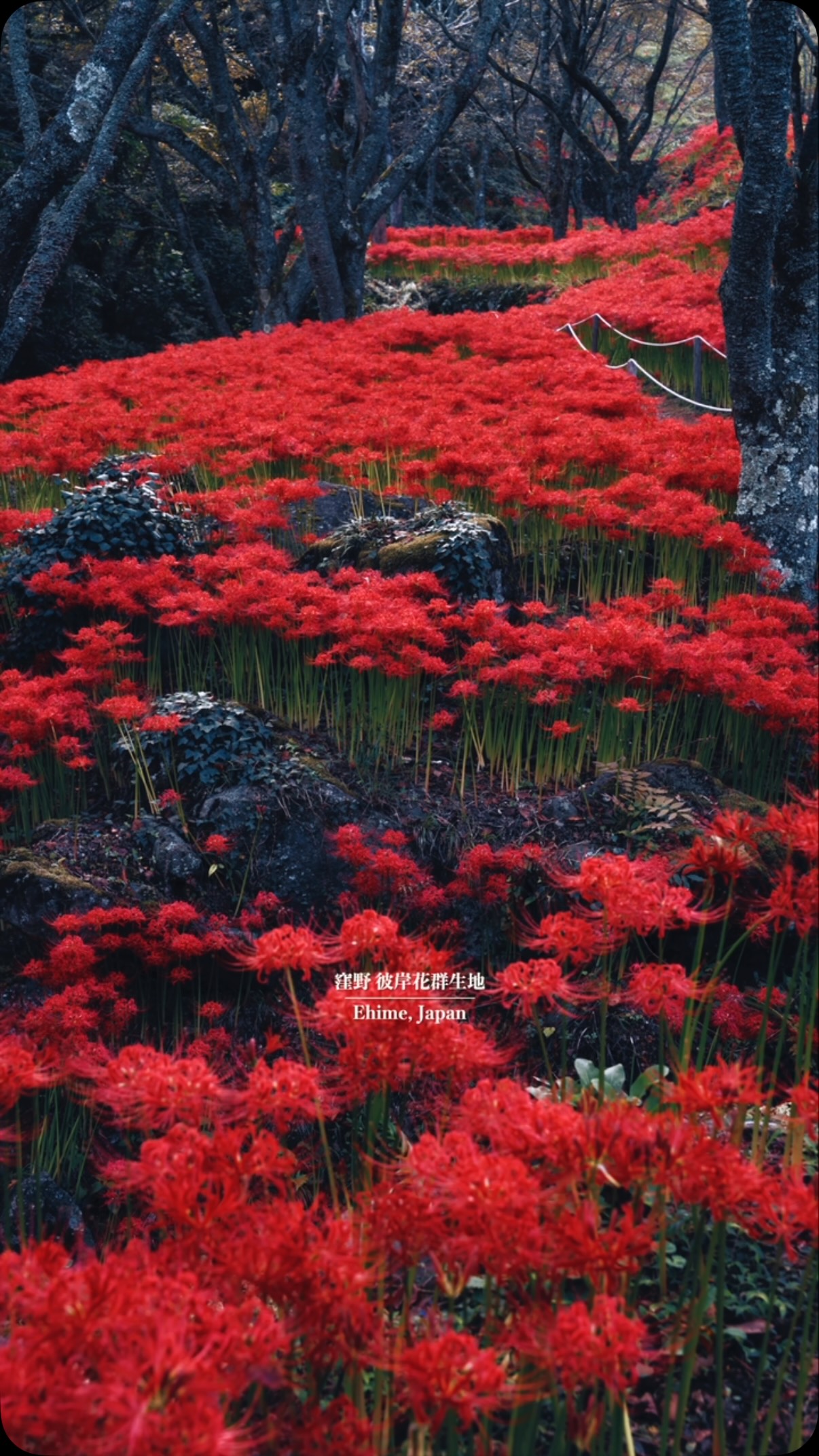 Kubono Red Spider Lily Field Blooms