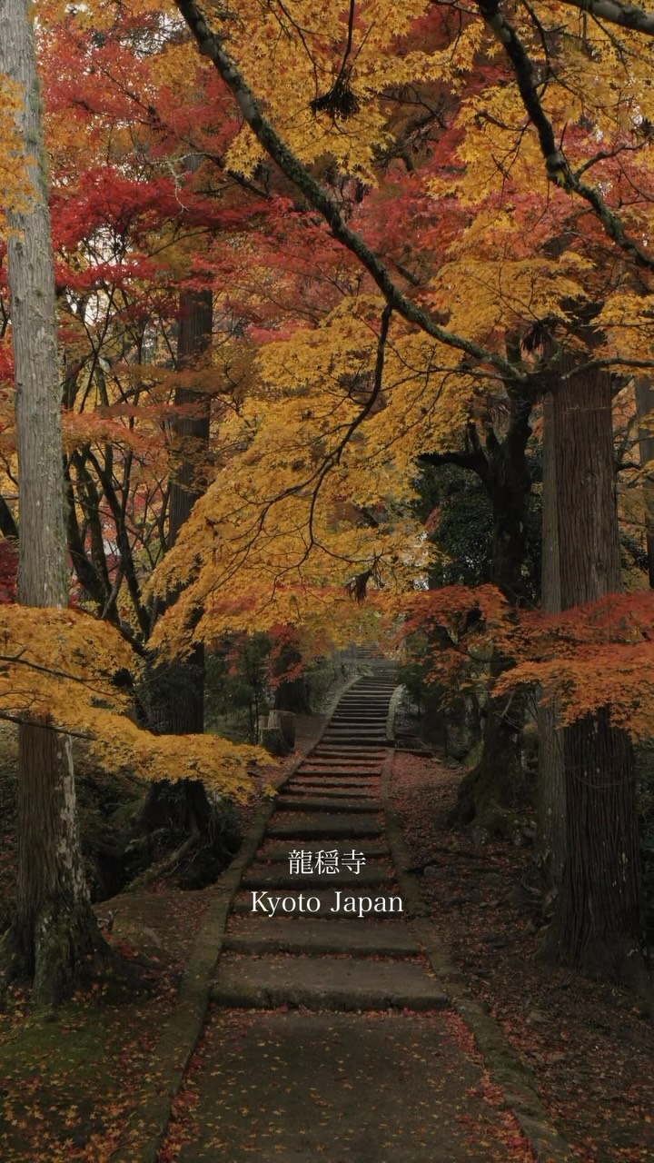 Kyoto Temple's Peaceful Autumn Rain Scene