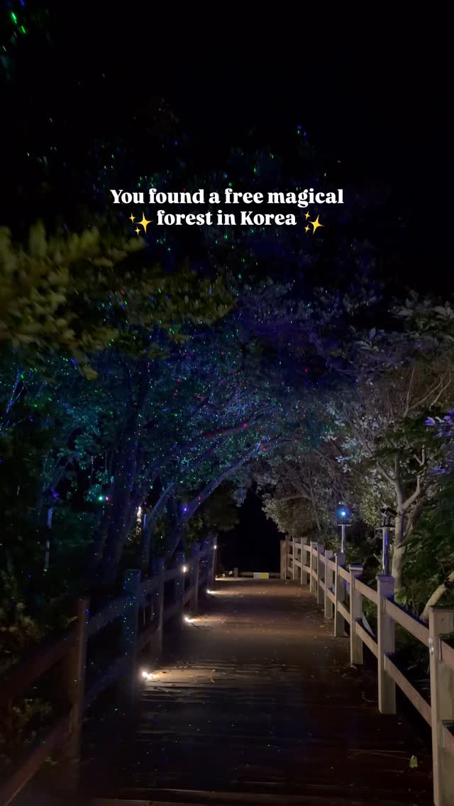Jeju Island's Enchanting Nighttime Forest