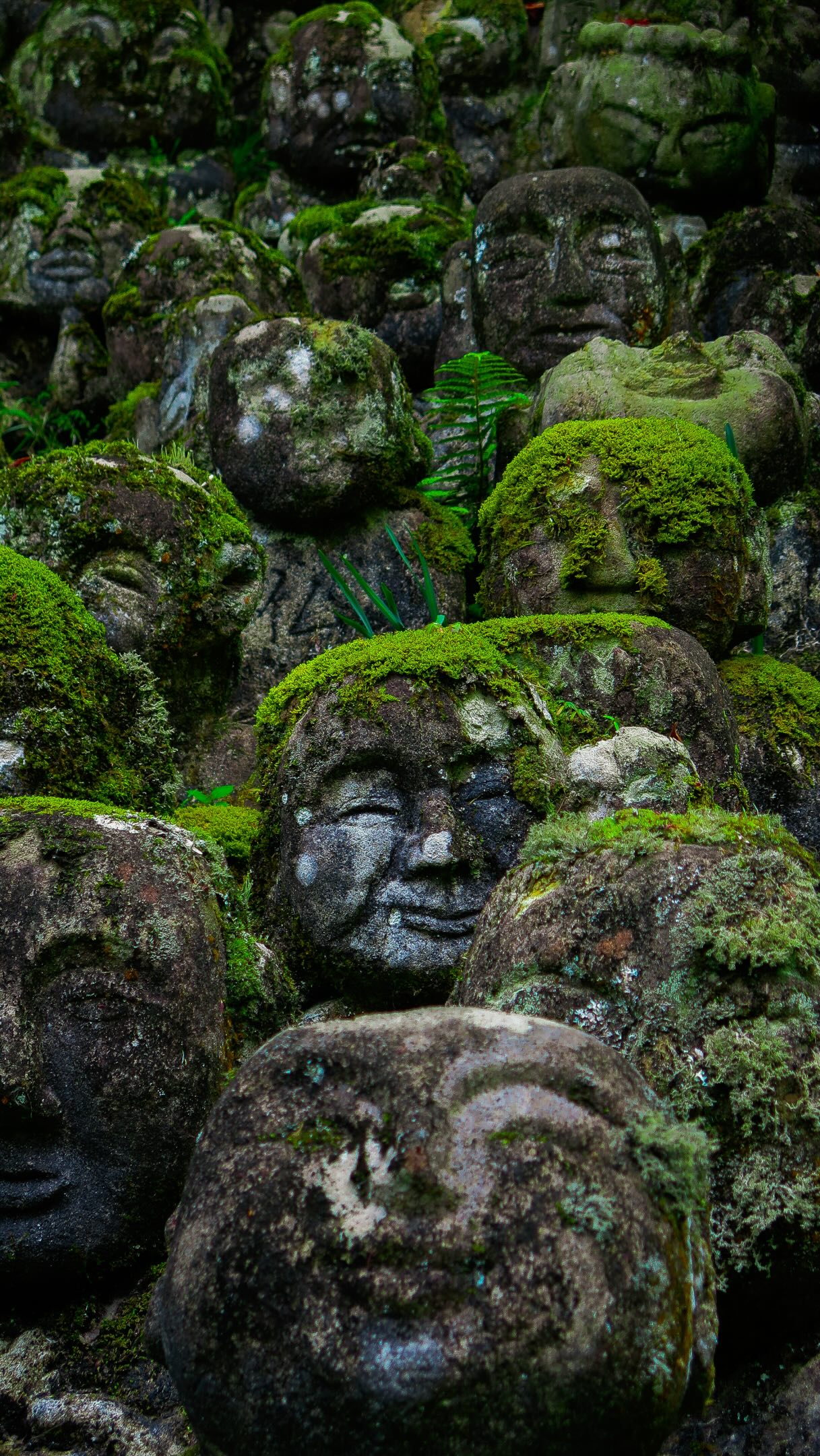 Kyoto's Serene Temples, Gardens, and Forests