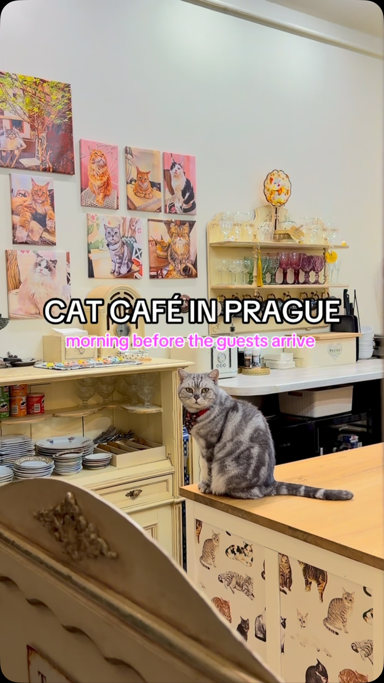 Cozy Cat Cafés For Feline Lovers