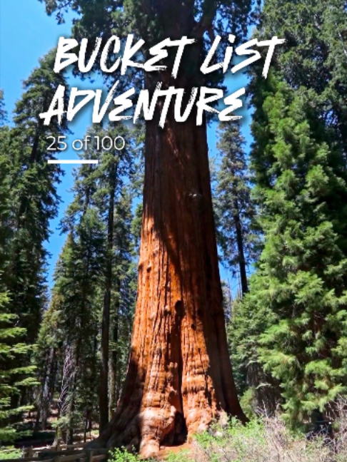 Giant Sequoia Trees In Sequoia National Park