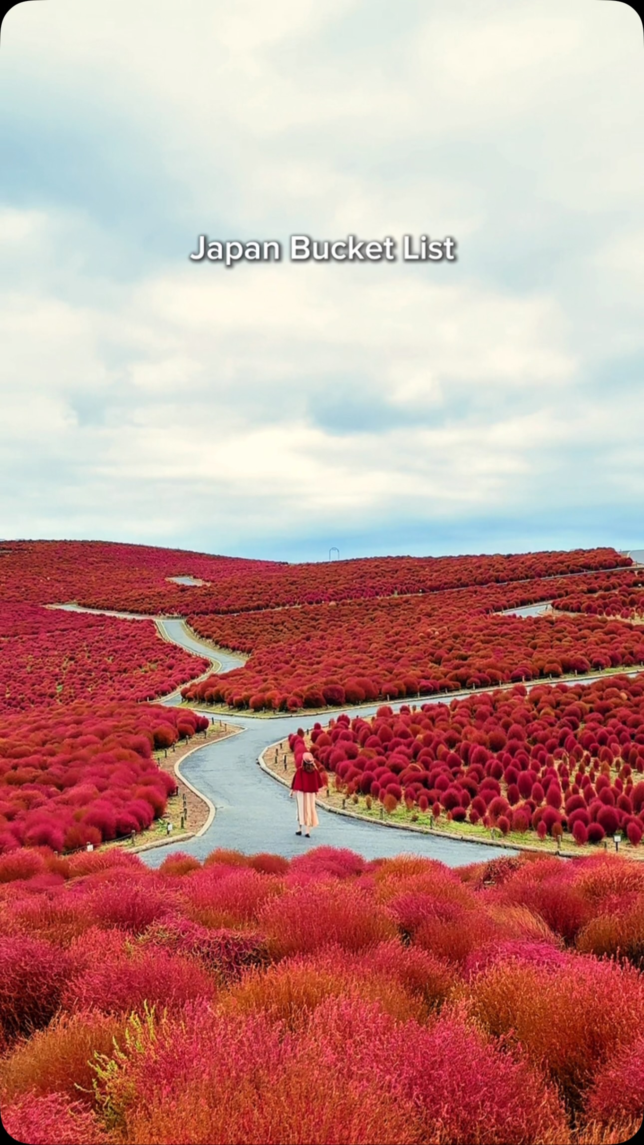 Hitachi Seaside Park's Scarlet Kochia Season