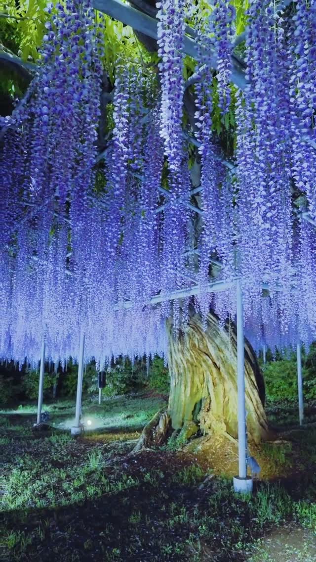 Ashikaga Flower Park's Enchanting Wisteria Displays