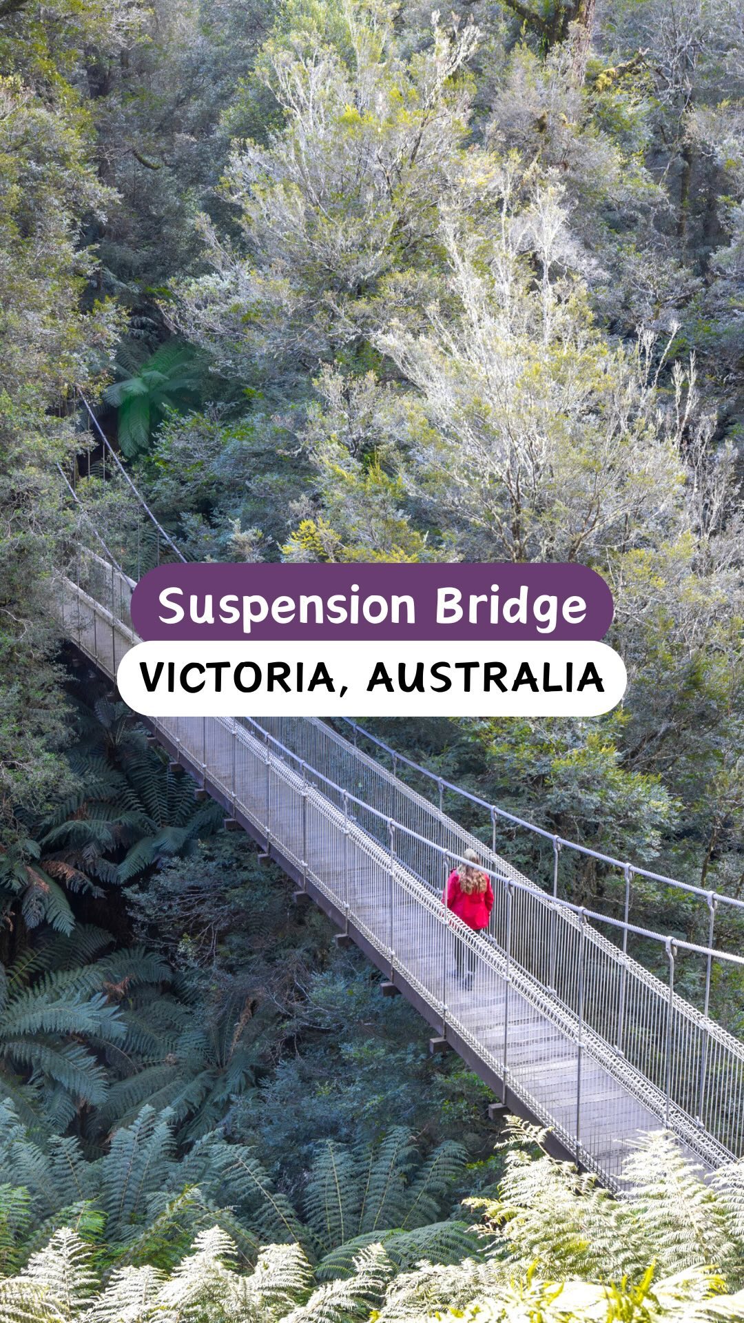 Victorian Rainforest Walks With Suspension Bridges