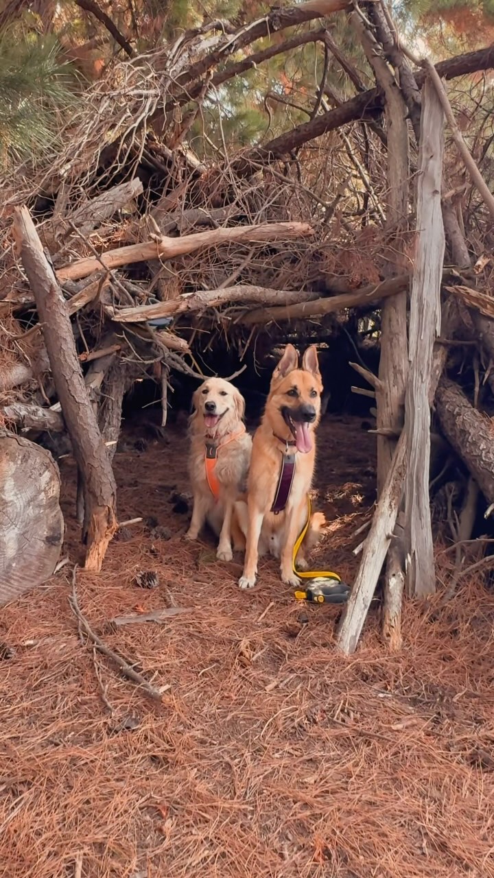 Dog-Friendly Hikes in Victoria's Red Hill Region
