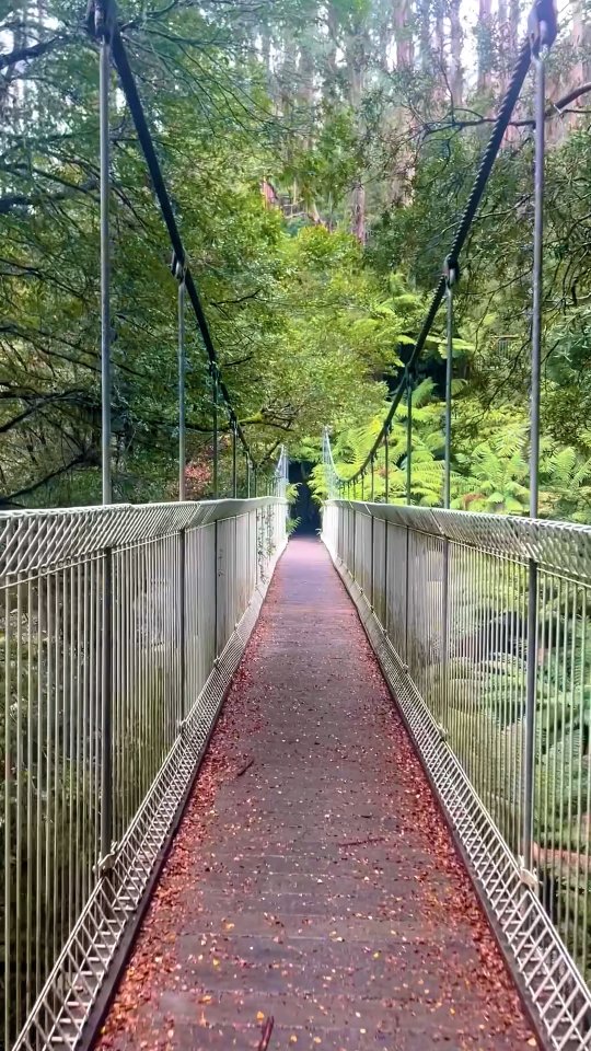 Tarra-Bulga National Park Suspension Bridge Walks