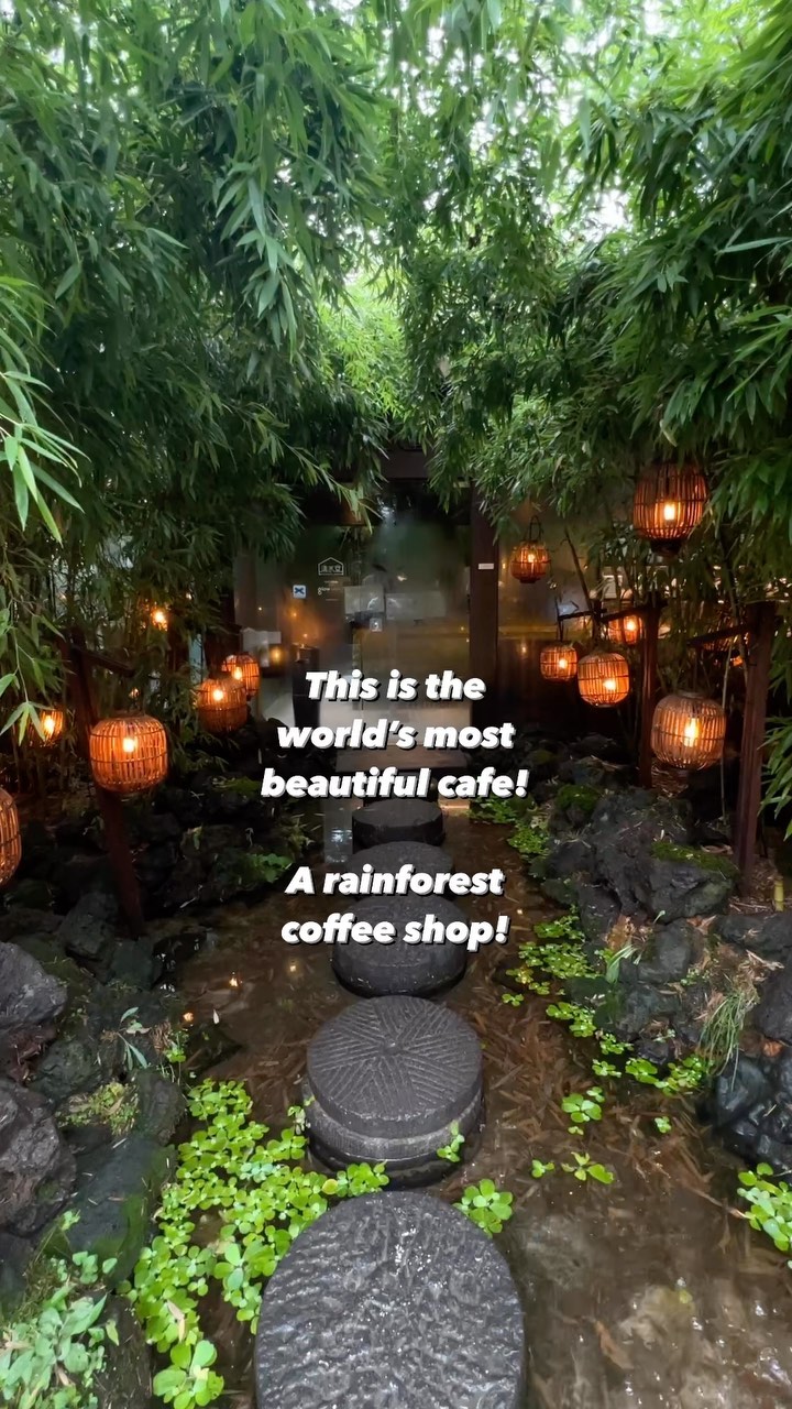 Seoul Cafe's Rainforest Interior And Coffee Culture