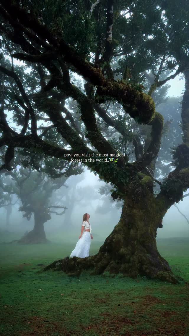 Magical Ancient Fanal Forest's Timeless Atmosphere