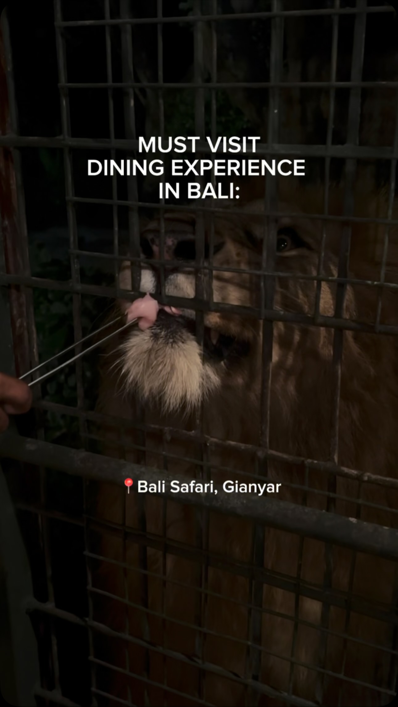 Bali's Unique Dining: Animals, Art, and Aquarium Views
