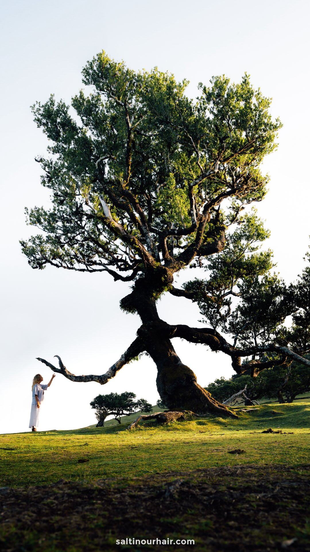 Madeira's Natural Beauty and Traditional Charm