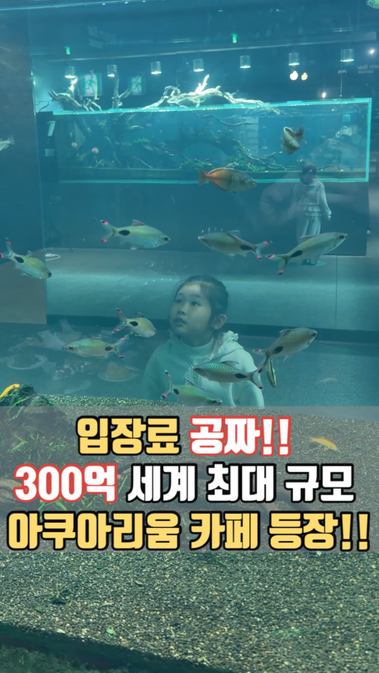 Aquarium Cafe Offers Marine Life, Treats, and Feeding