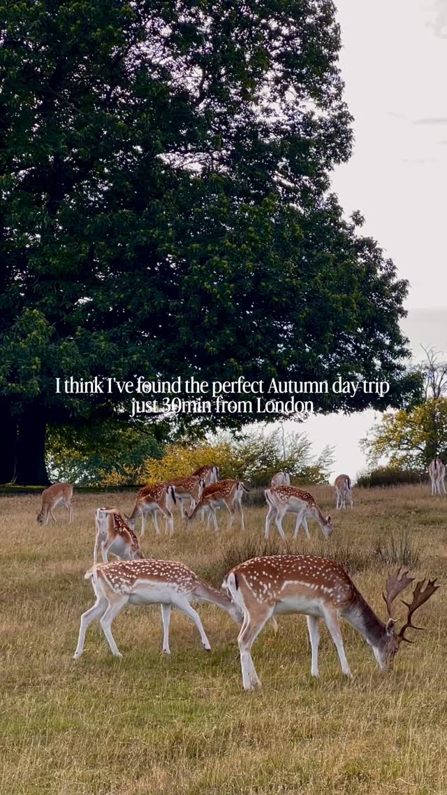Autumn Day Trip to Sevenoaks and Knole Park