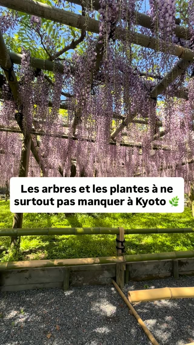 Kyoto's Temples and Shrines Showcase Flora