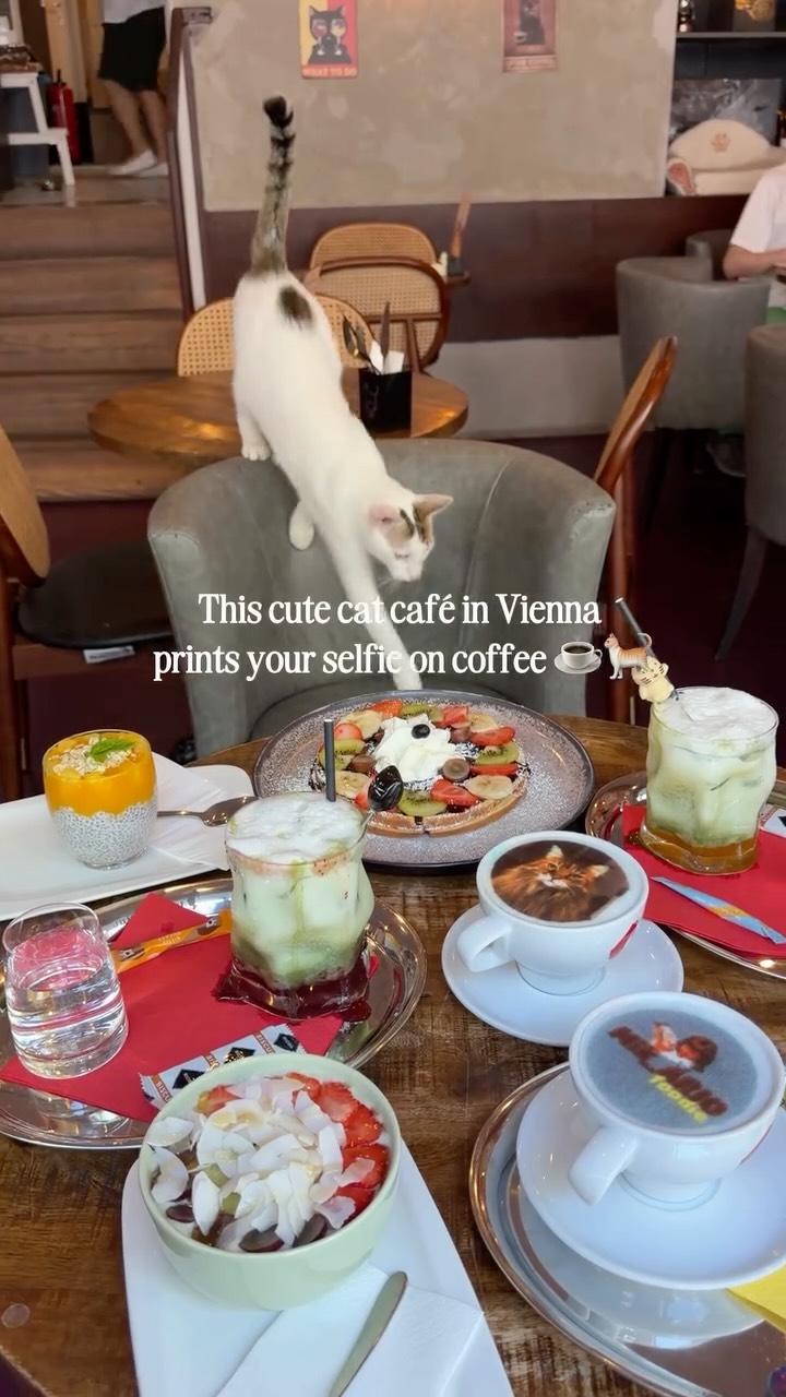 Vienna Cat Cafe Features Rescued Cats