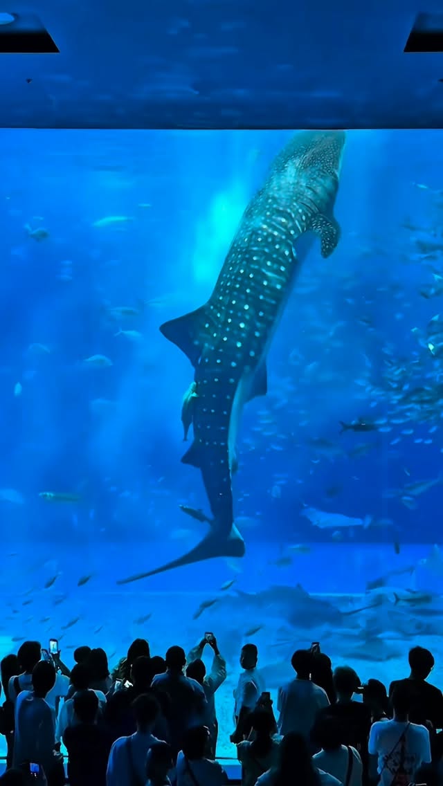 Okinawa Aquarium's Whale Shark Encounters