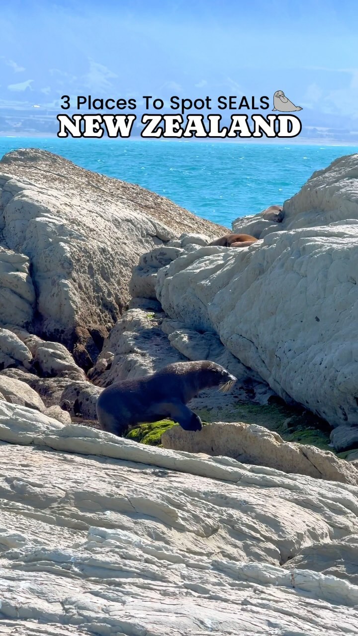 New Zealand's Top Spots For Seal Sightings
